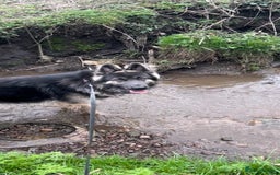 German Shepherd dogs for stud: Blue kc gsd stud  in Oldham - Image 16