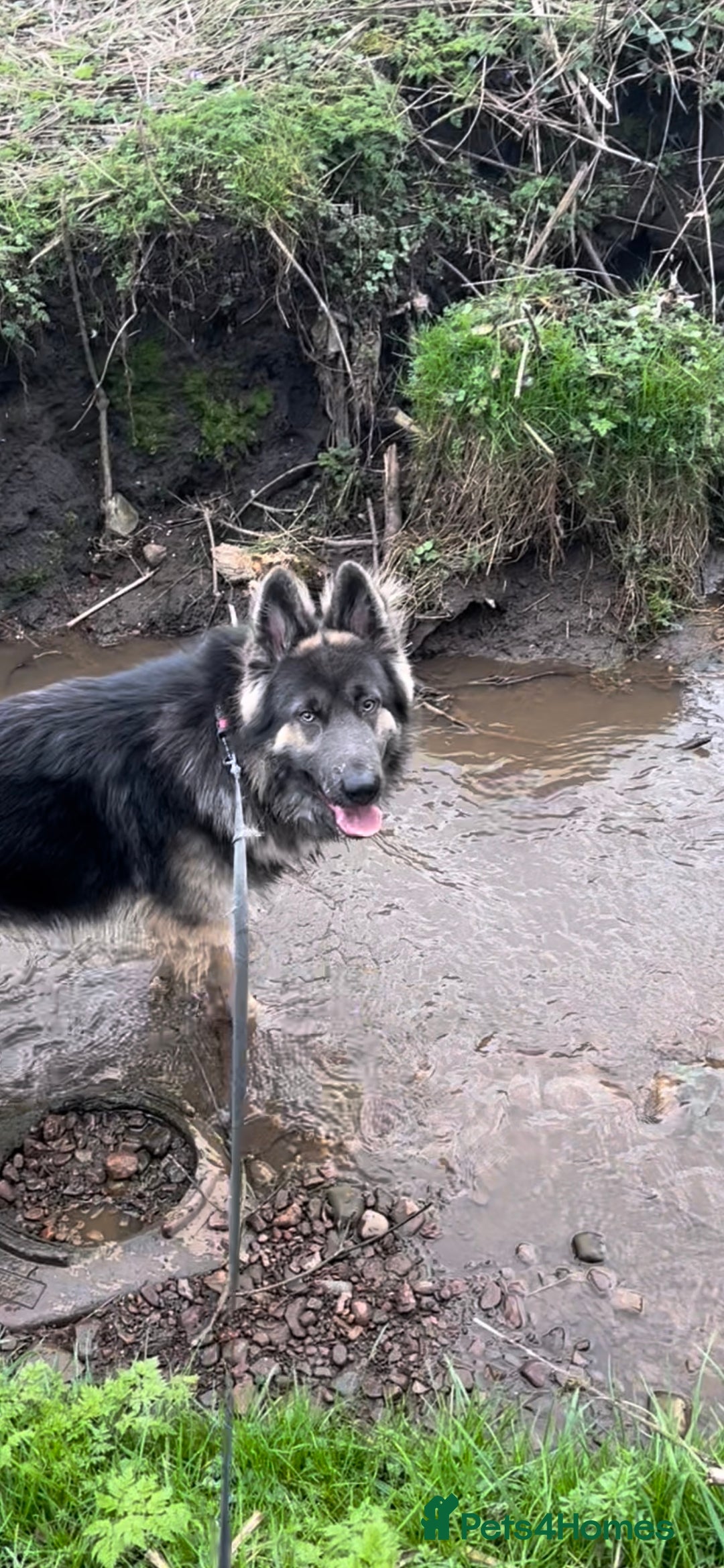 German Shepherd dogs for stud: Blue kc gsd stud  in Oldham - Image 16