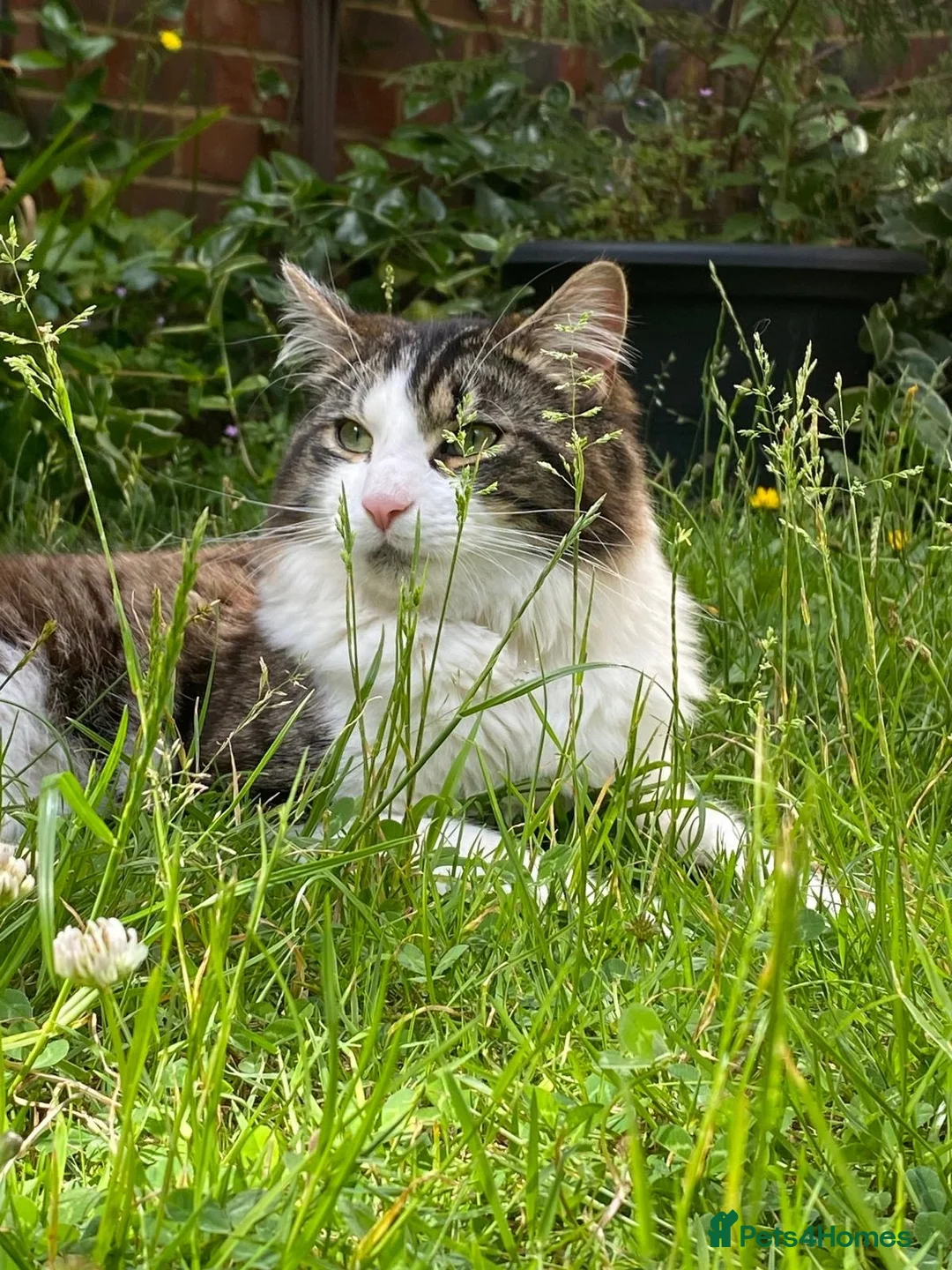 Mixed Breed cats for sale: Norwegian forest cat mix - Advert 2