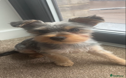 Yorkshire Terrier dogs for sale: Miniature Yorkshire terrier  - Advert 1