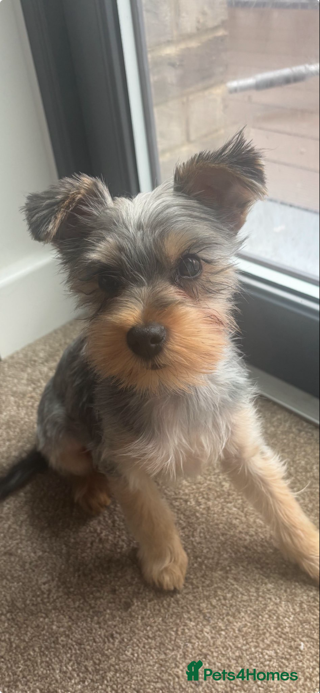 Yorkshire Terrier dogs for sale: Miniature Yorkshire terrier  - Advert 1