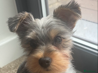 Yorkshire Terrier dogs for sale: Miniature Yorkshire terrier - Advert 1