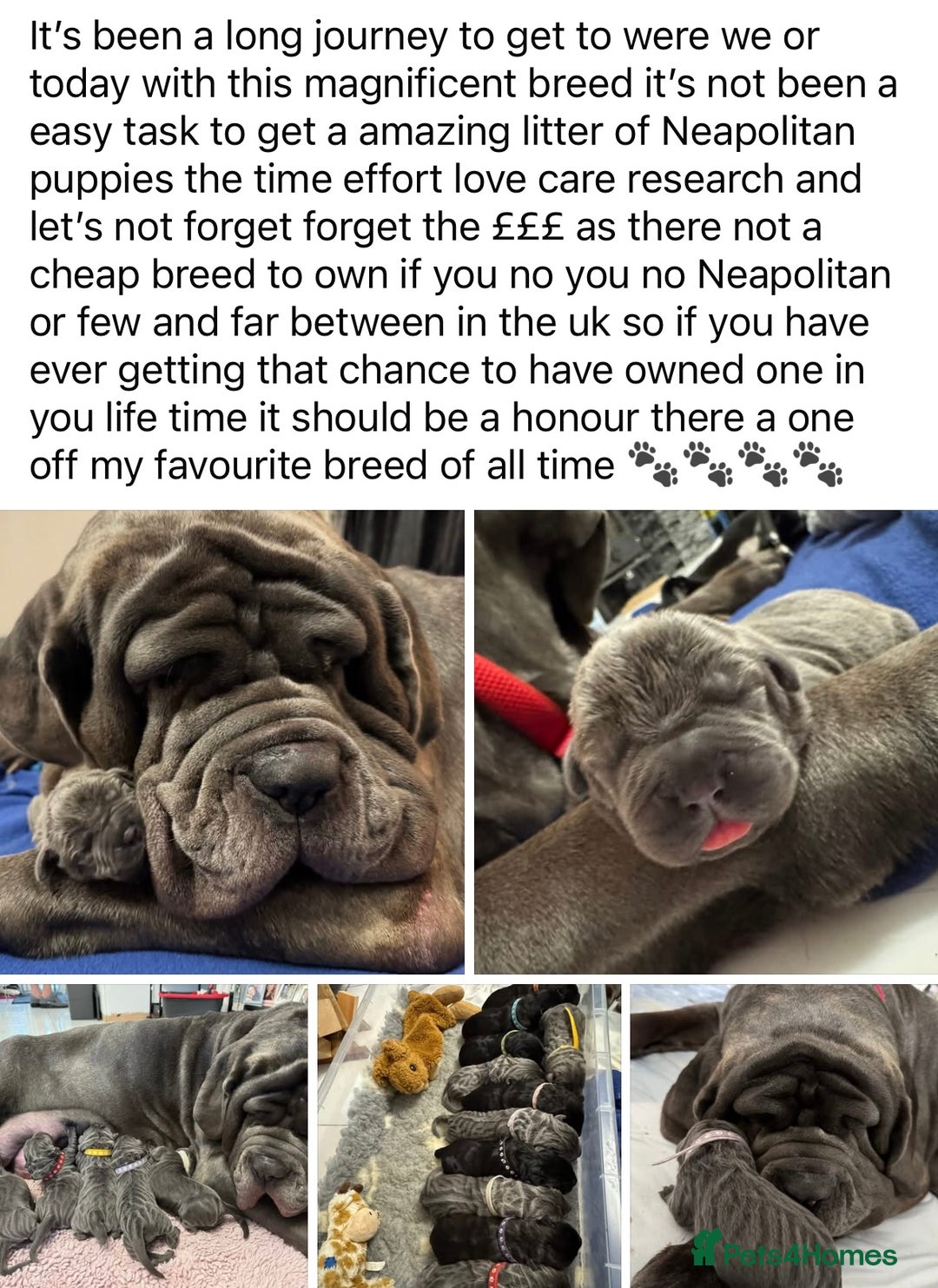 Neapolitan Mastiff dogs for sale: Neapolitan mastiff puppies due 27th September - Image 25