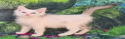 Ragdoll cats for sale: GCCF Registered Ragdoll Kittens  - Advert 7