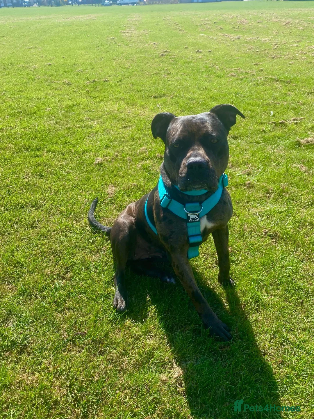 Mixed Breed dogs for sale: 2 year old cali  in Gloucester - Advert 5