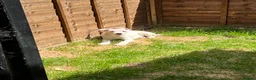 Mixed Breed dogs for sale: 6 month old male puppy - Advert 3
