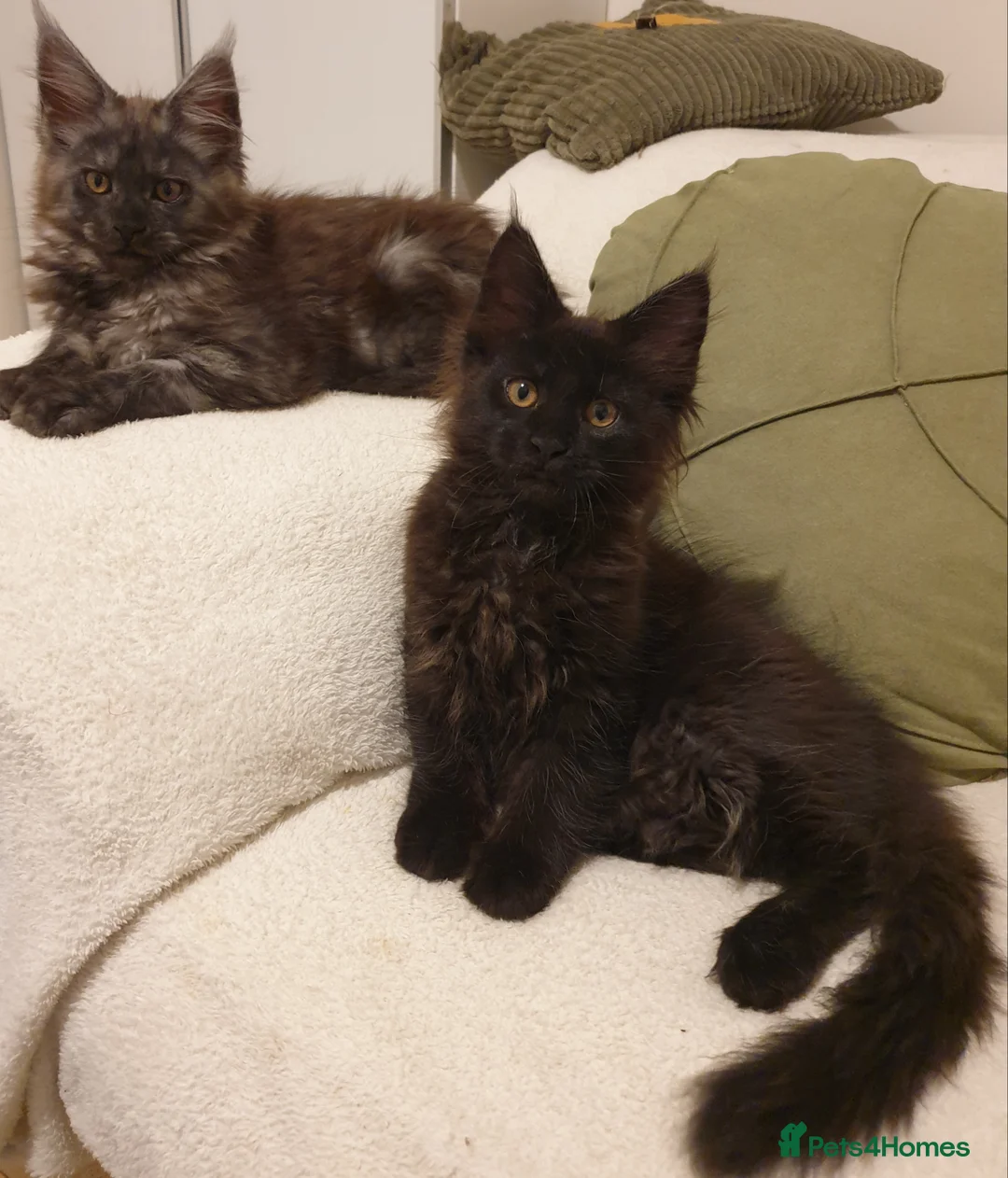 Maine Coon cats for sale: Maine coon kittens  - Advert 4