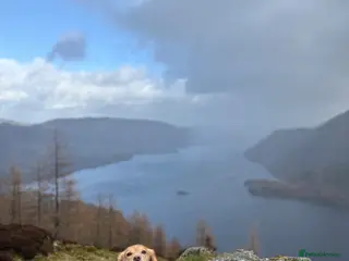 Cocker Spaniel dogs Proven Working Cocker Spaniel stud - KC Registered - Advert 1