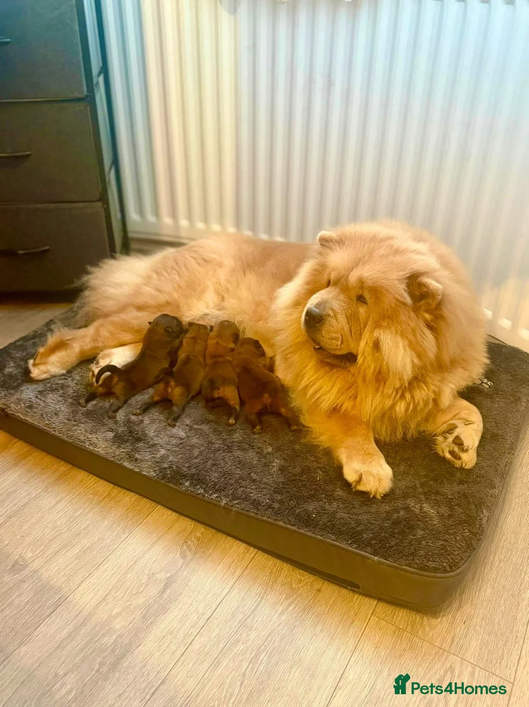 Chow Chow dogs for sale: Puupy 1  - Advert 2