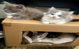 Exotic cats for sale: Exotic X Silver Tabby Fur Babies - Image 10