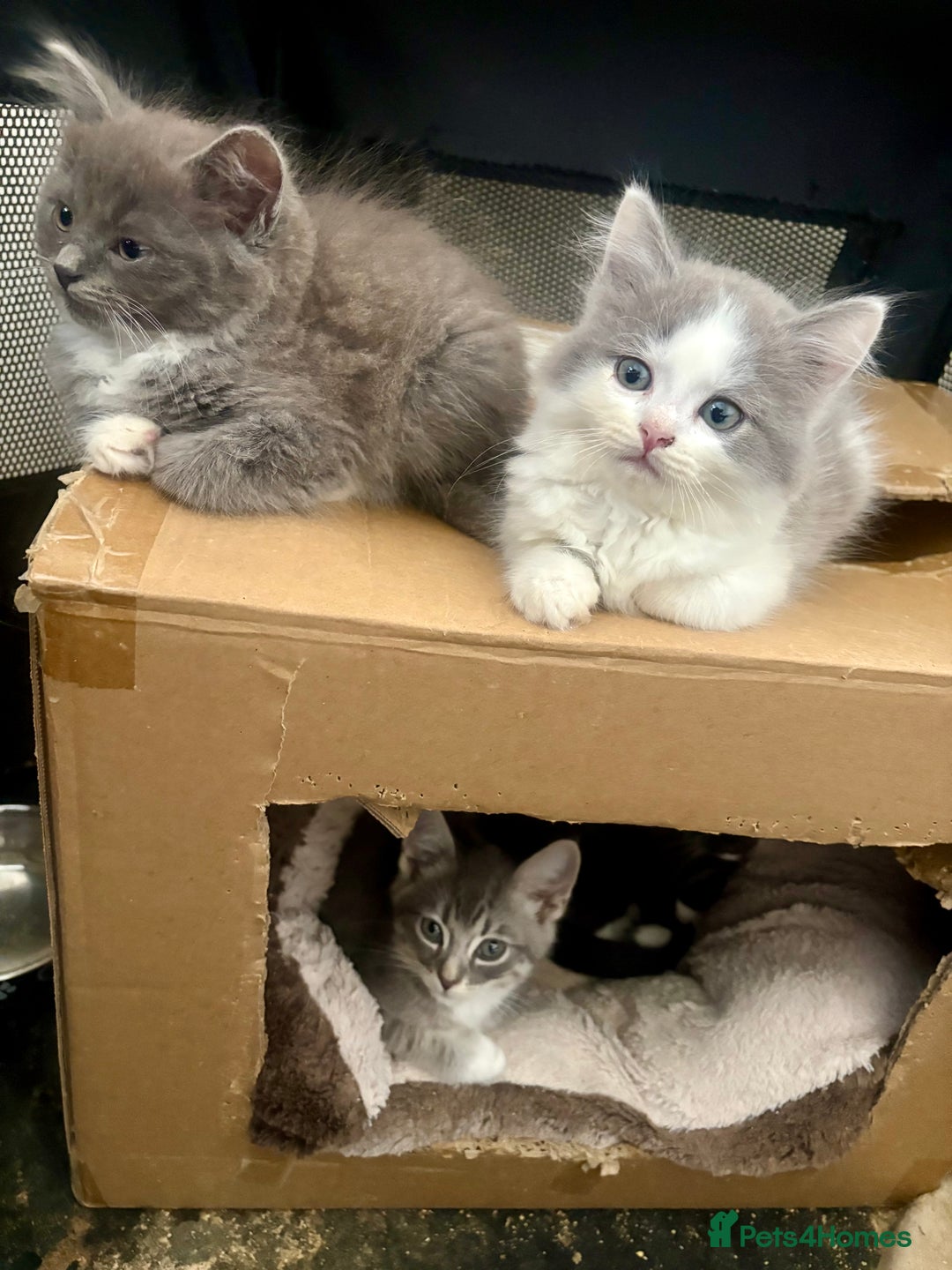 Exotic cats for sale: Exotic X Silver Tabby Fur Babies - Image 10