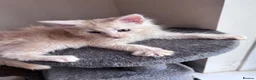 Maine Coon cats for sale: Cream Maine Coon Boy from Large TICA Blue Dad - Advert 7