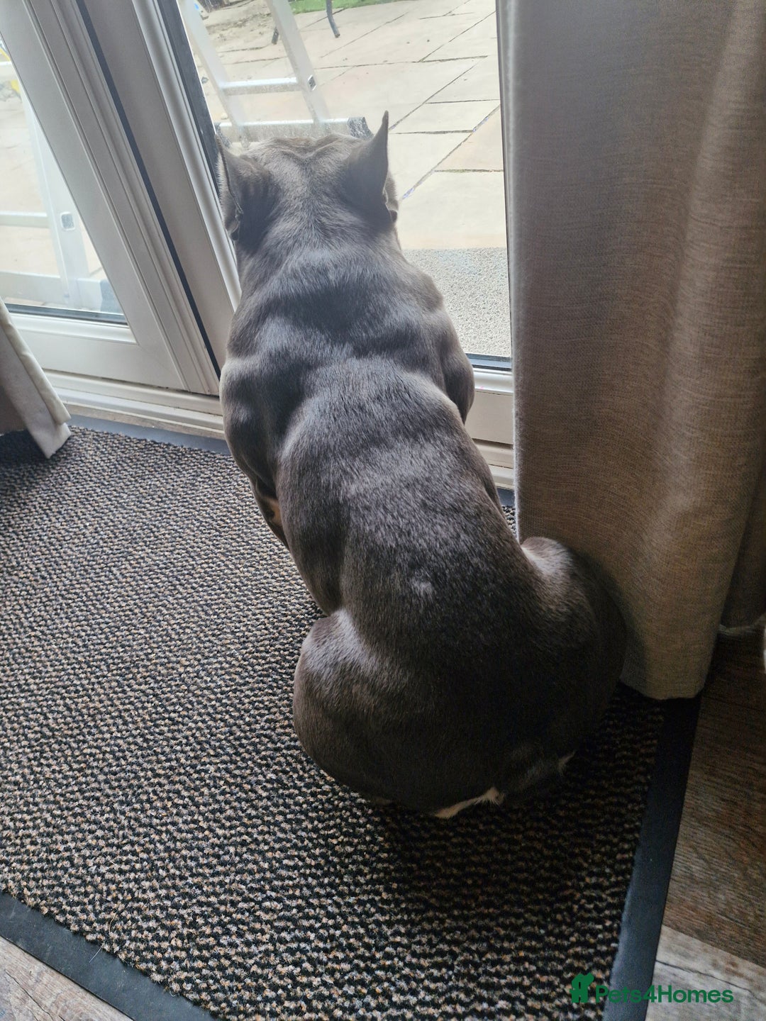 French Bulldog dogs for stud: Shelby. French Bulldog. KC Registered. in Didcot - Advert 10