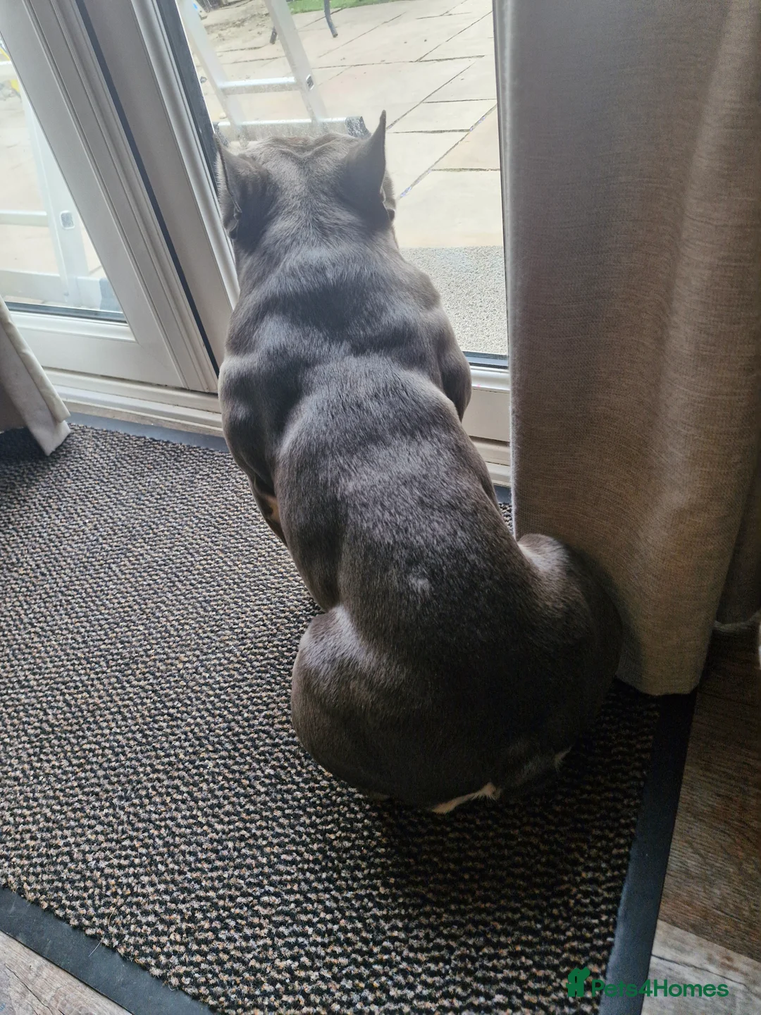 French Bulldog dogs for stud: Shelby. French Bulldog. KC Registered. in Didcot - Advert 10