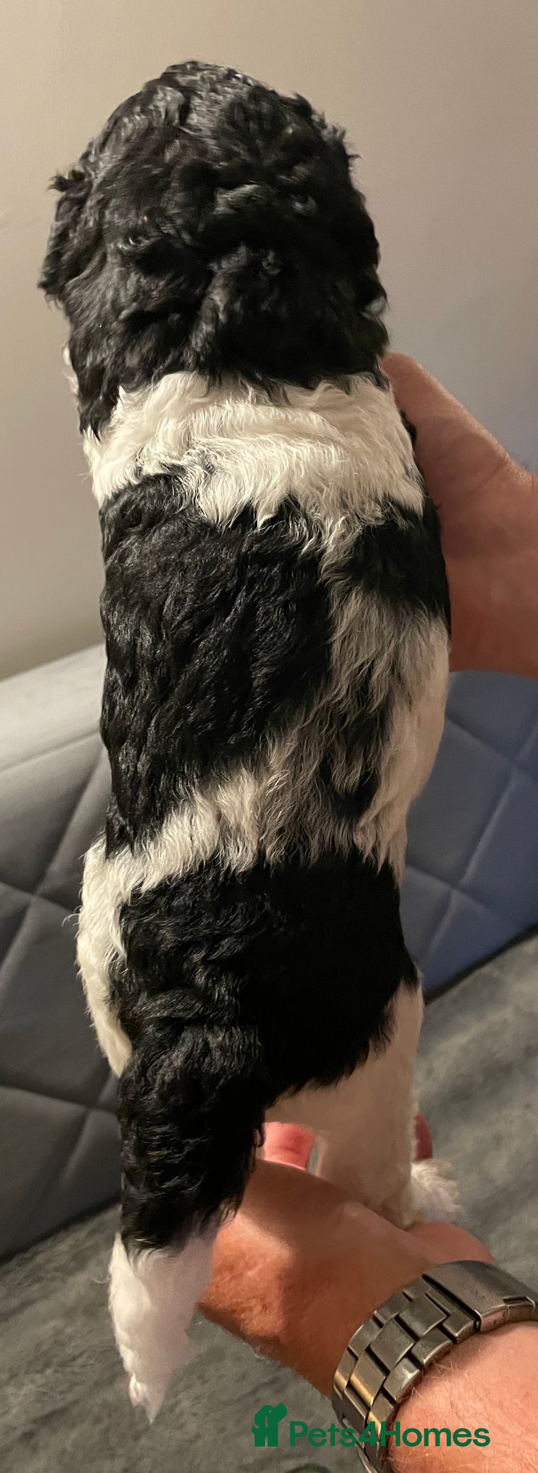 Mixed Breed dogs for sale: St Berdoodle ( St Bernard x Standard poodle) - Image 12