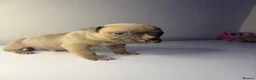 American Bully dogs for sale: 2 beautiful pocket bully puppies  - Advert 3