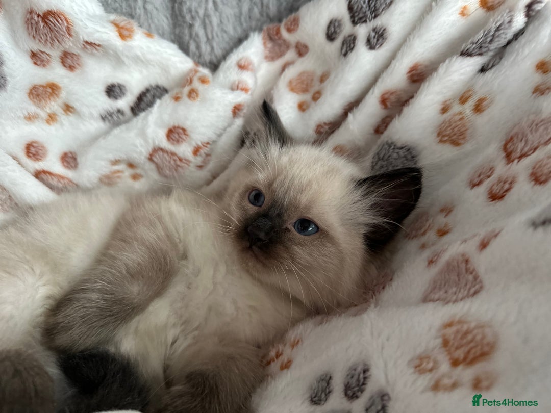 Ragdoll cats for sale: Gorgeous ragdoll kittens  - Advert 24