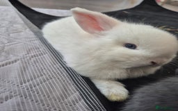 Mini Lop rabbits for sale: 💙 Baby Minilops Ready 25th💙  - Image 15