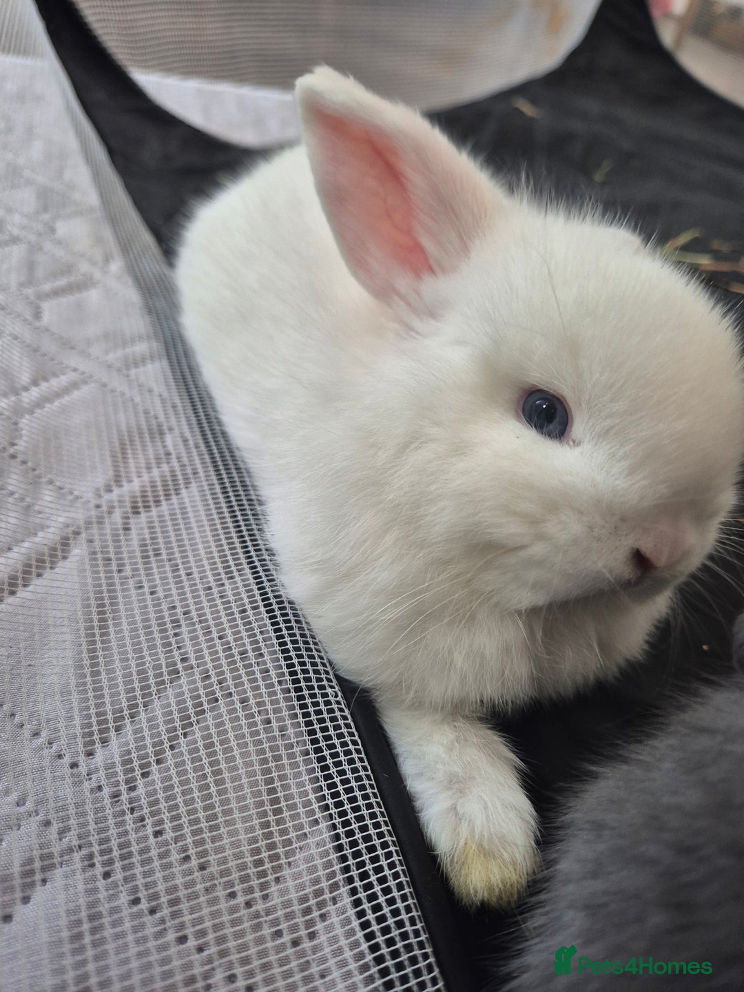 Mini Lop rabbits for sale: 💙 Baby Minilops Ready 25th💙  - Image 15