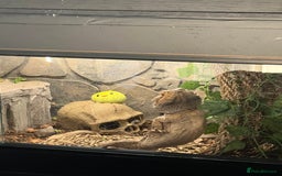 Bearded Dragon reptiles for sale: Male bearded dragon  - Image 4