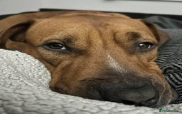 Mixed Breed dogs for sale: Maple is looking for her forever home - Advert 5