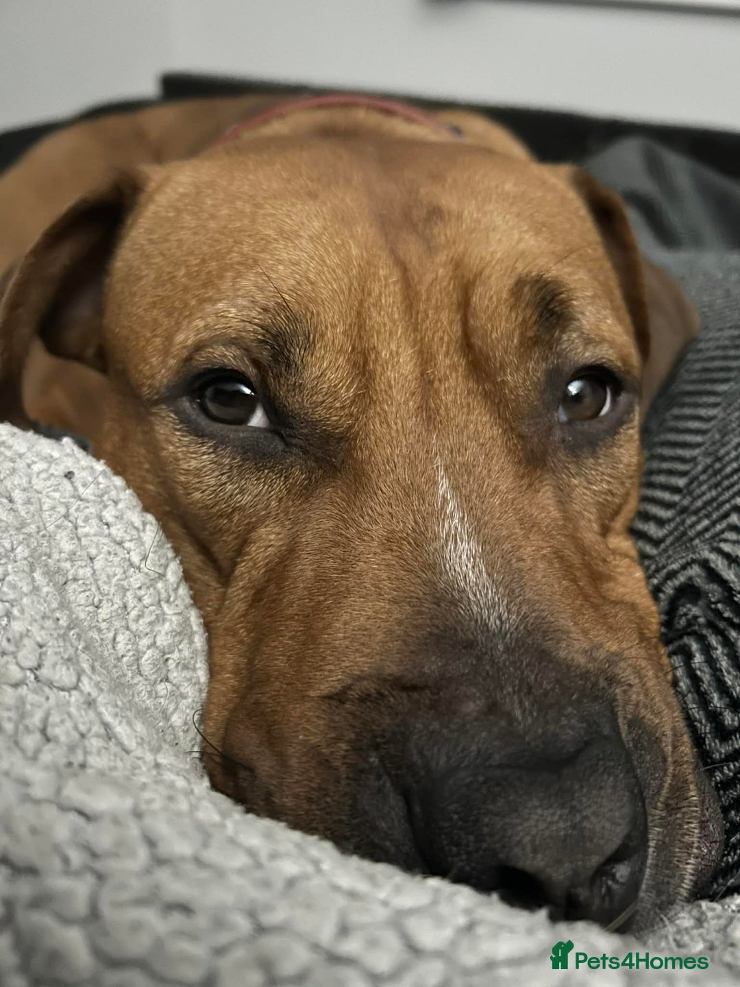 Mixed Breed dogs for sale: Maple is looking for her forever home - Advert 5