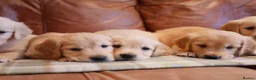 Golden Retriever dogs for sale: Quality KC Health Tested Golden Retriever Puppies - Advert 2