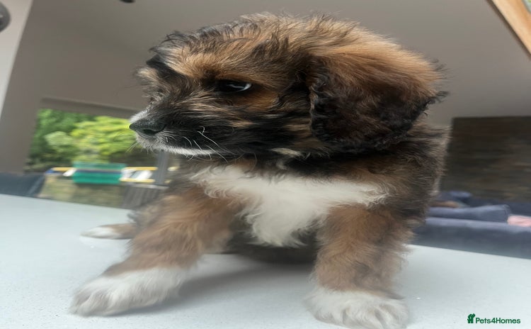 Mixed Breed dogs - Advert 4