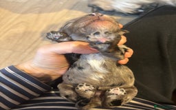Schnoodle dogs for sale: Gorgeous schnoodle puppies  - Image 9