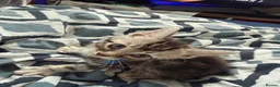 Bengal cats for sale: 🐾 Beautiful Bengal x Maine Coon Kittens 🐾 - Advert 24