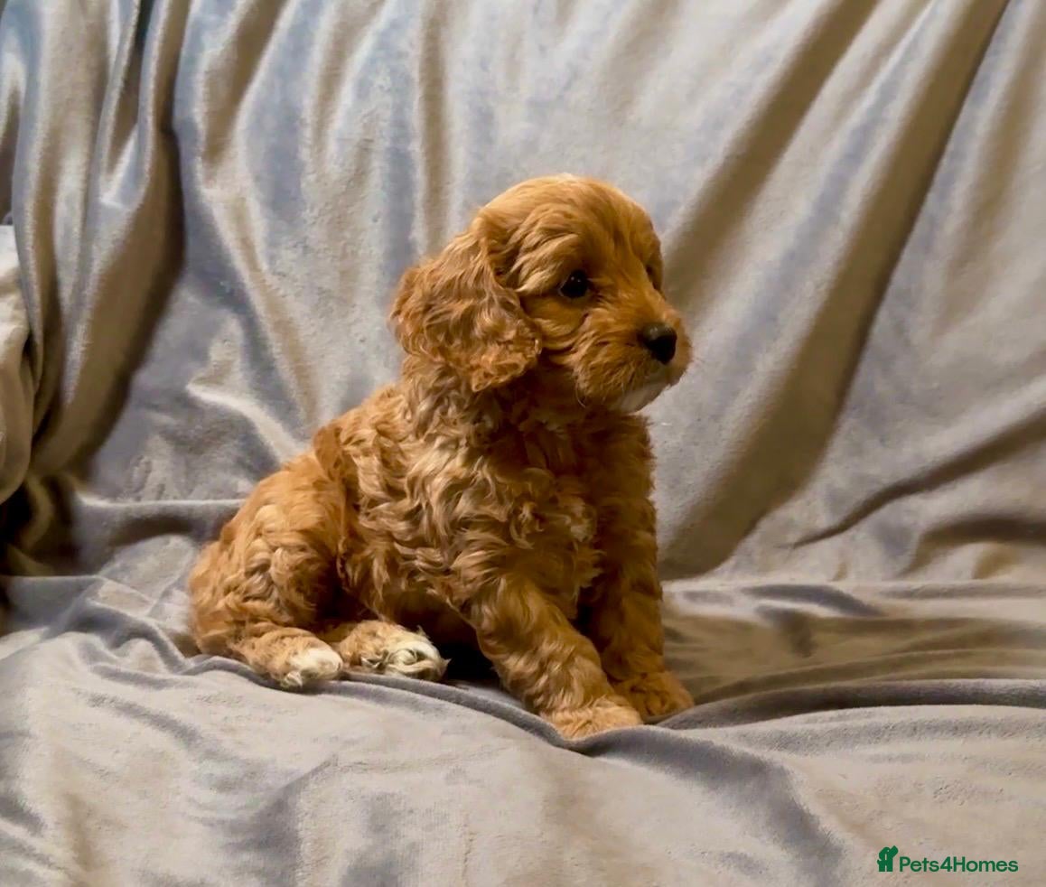 Cavapoo dogs for sale: Cavapoos Extensive DNA & Heart tested in Stockton-on-Tees - Advert 6