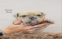 Olde English Bulldogge dogs for sale: Olde english bulldog  - Image 12