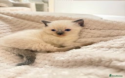 Mixed Breed cats for sale: Chunky, Fluffy Half Ragdoll Half British Shorthair - Image 7