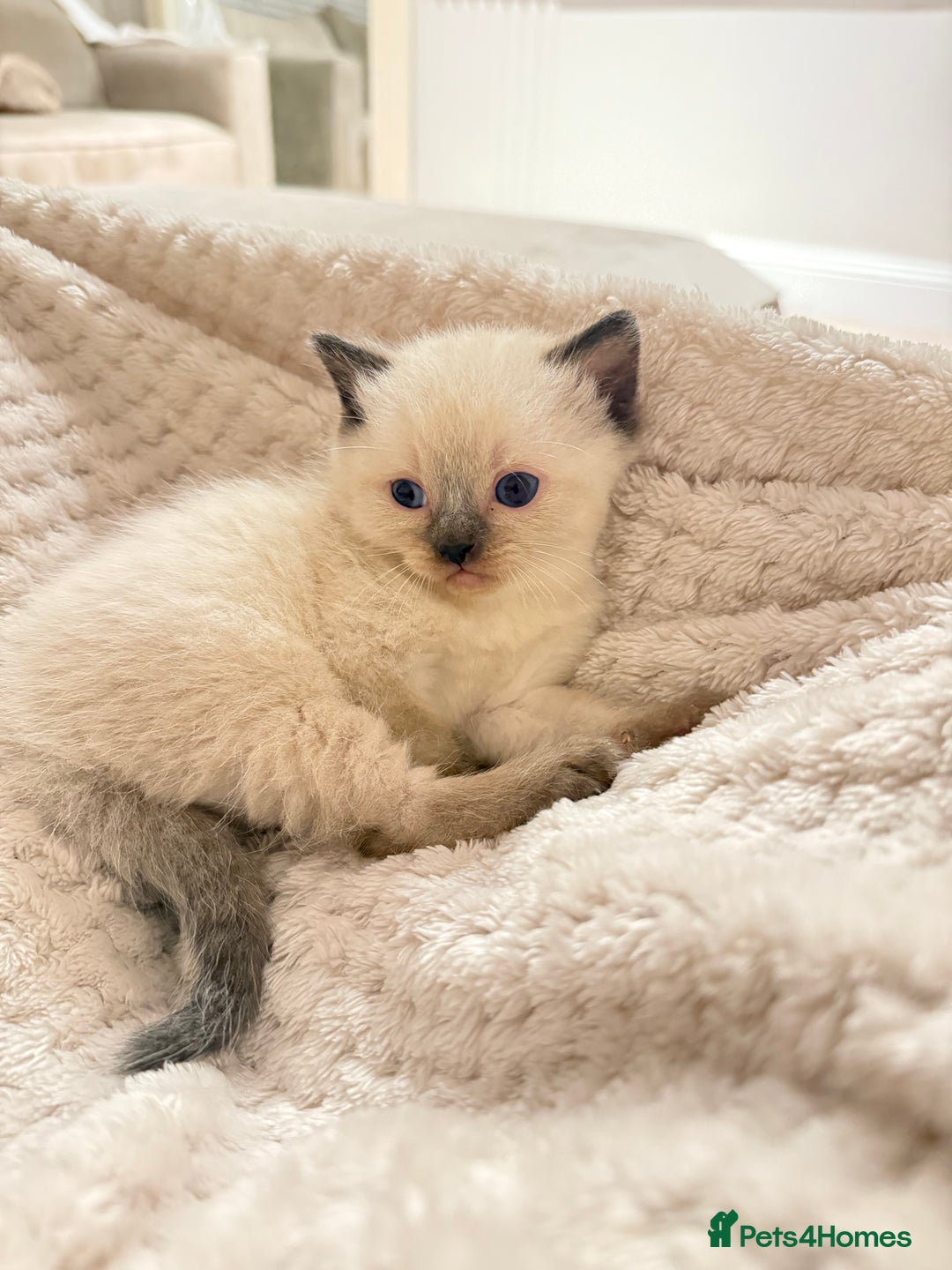 Mixed Breed cats for sale: Chunky, Fluffy Half Ragdoll Half British Shorthair - Image 7