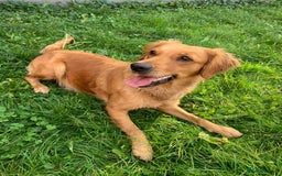 Golden Retriever dogs for sale: KC/FCI Well-Bred, Health CERTIFICATED,DAD CHAMPION - Image 17