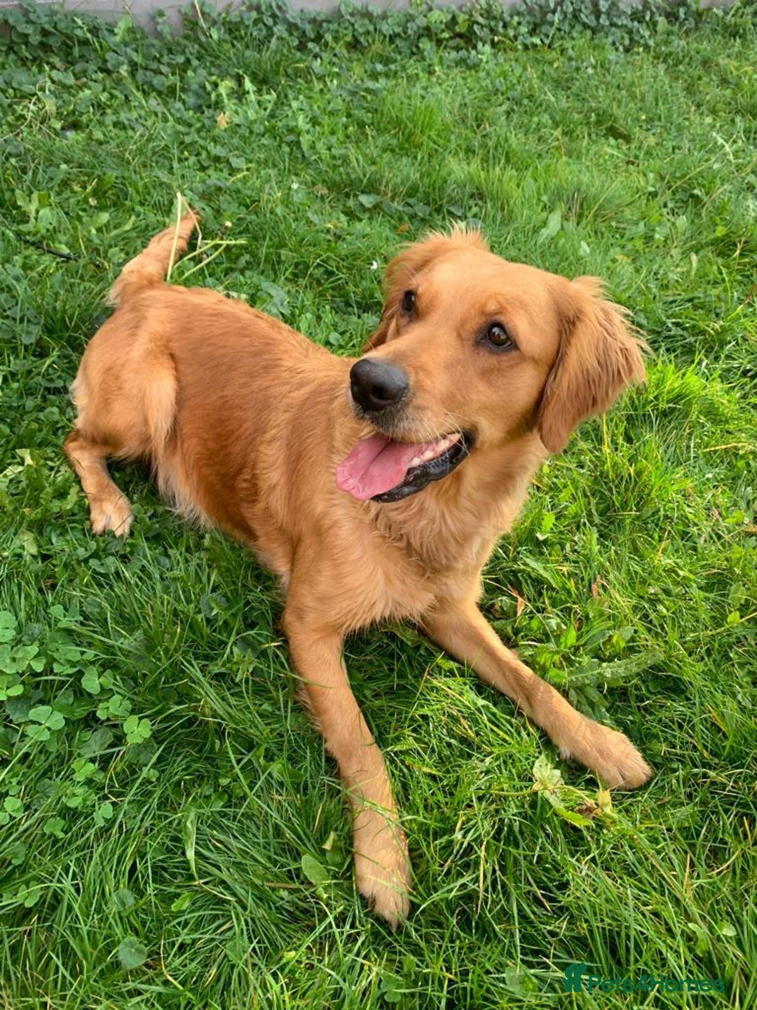 Golden Retriever dogs for sale: KC/FCI Well-Bred, Health CERTIFICATED,DAD CHAMPION - Image 17