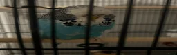 Budgerigars birds for sale: Budgie with cage + toys in Tunbridge Wells - Advert 3