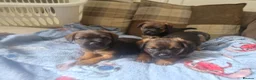 Border Terrier dogs for sale: Beautiful border terrier pups - Advert 1