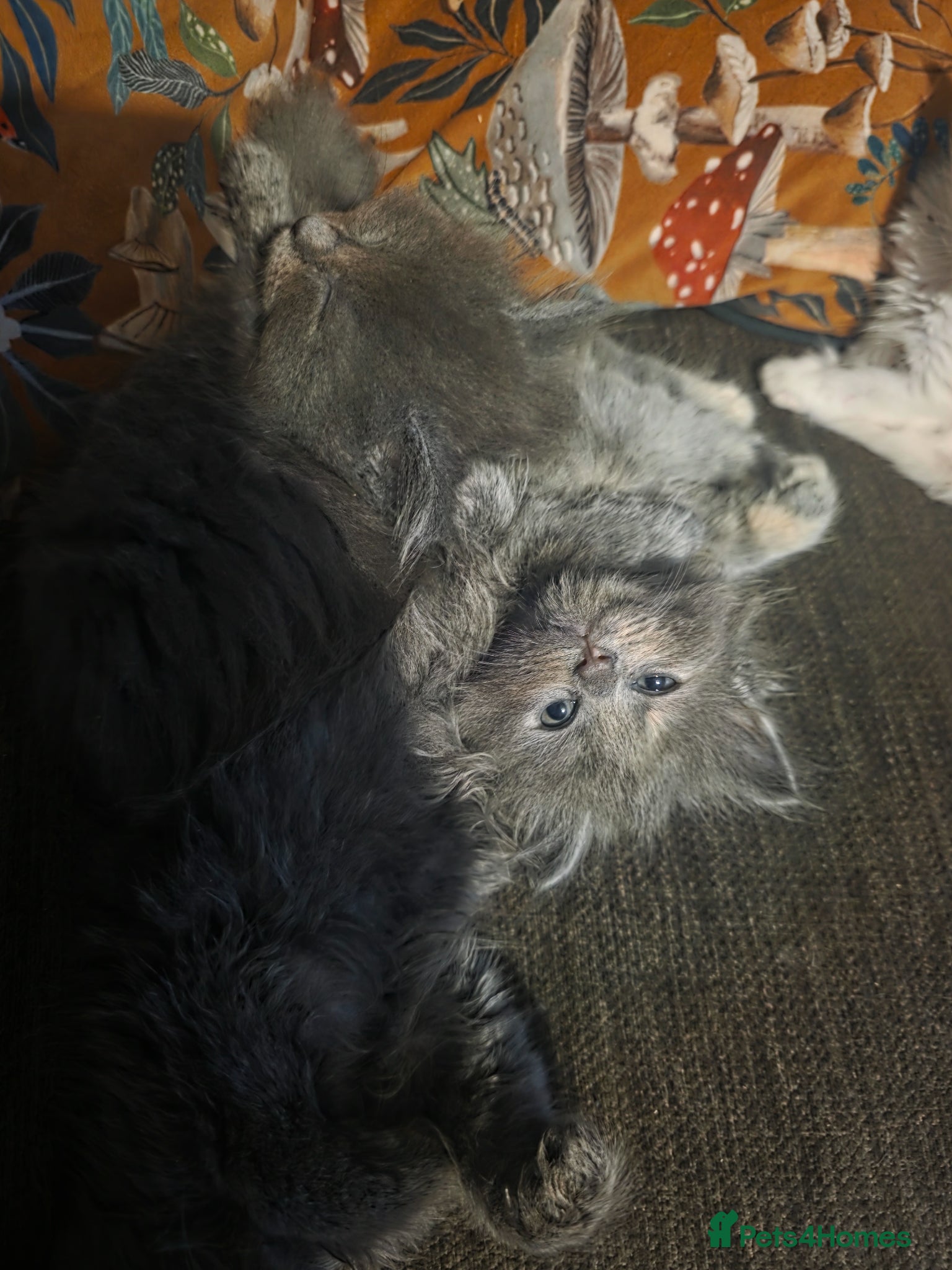 Maine Coon cats Maine×ragdoll - Advert 1