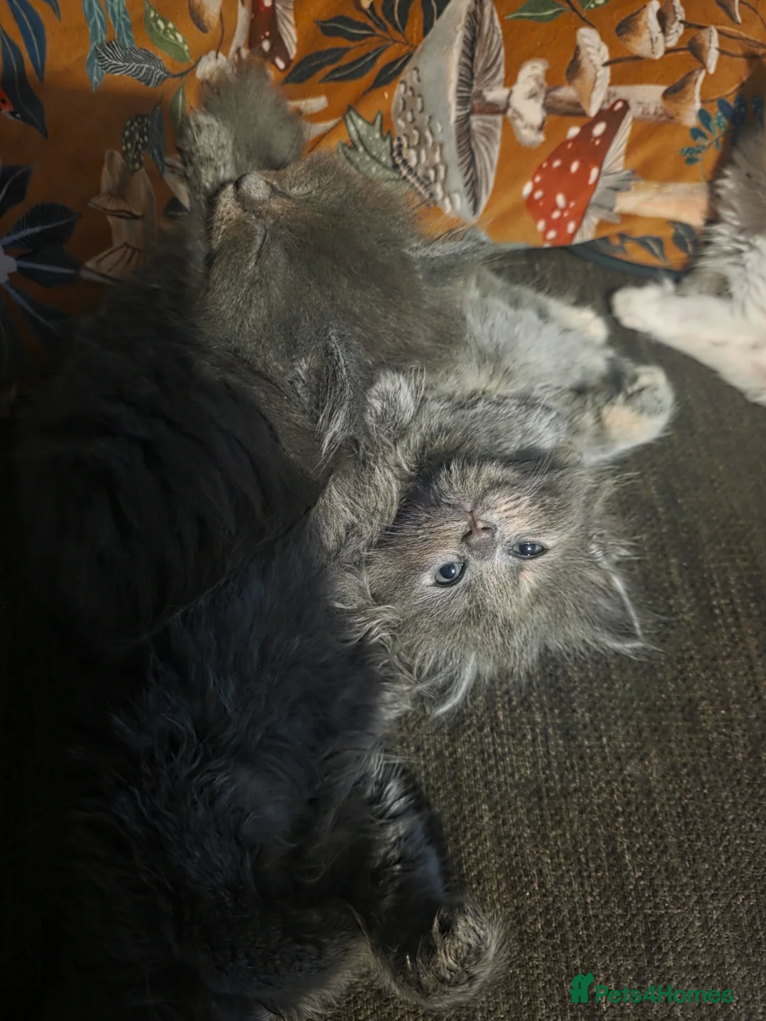 Maine Coon cats for sale: Maine×ragdoll - Advert 1