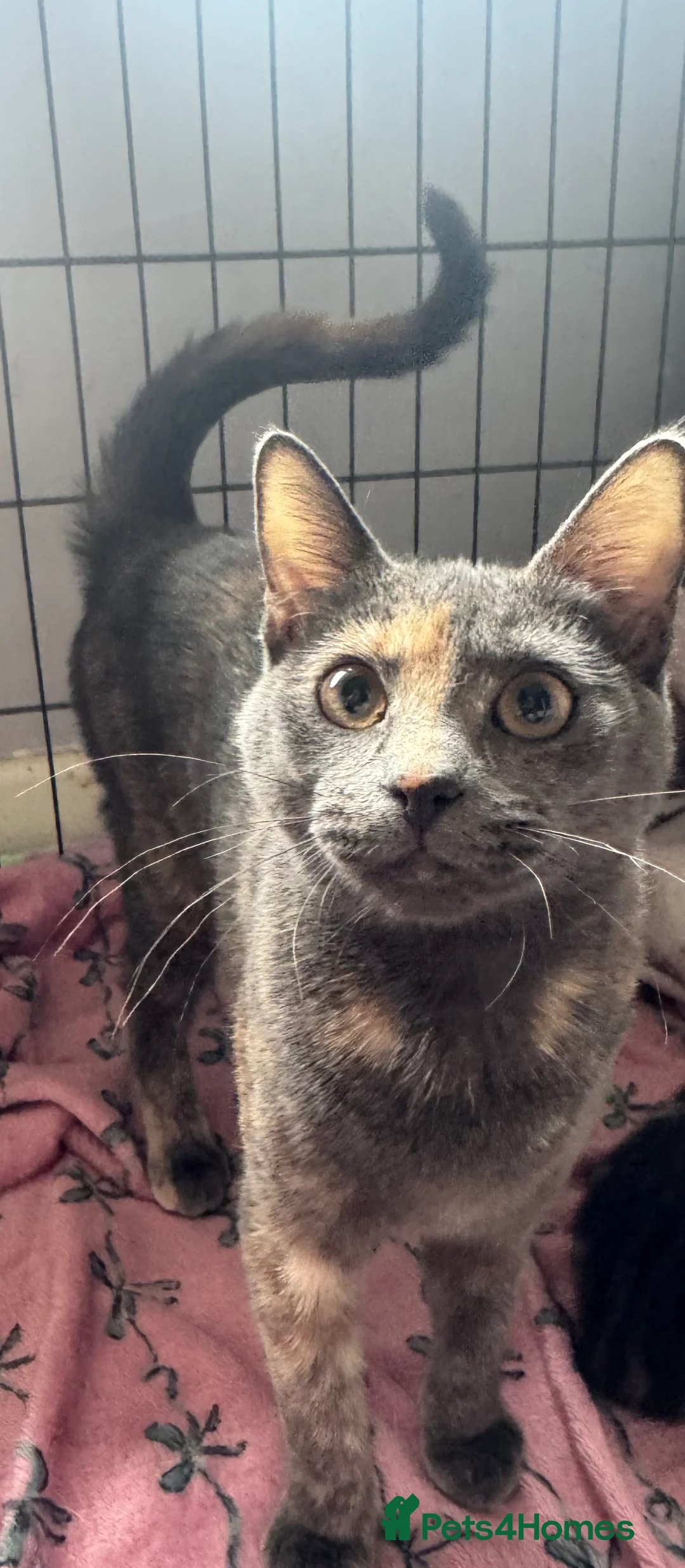 Mixed Breed cats for sale: Beautiful 6 Month Old Female Cat Loving, Playful  - Advert 2