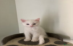 Maine Coon cats for sale: Purebred GCCF Maine Coon kittens - Image 9