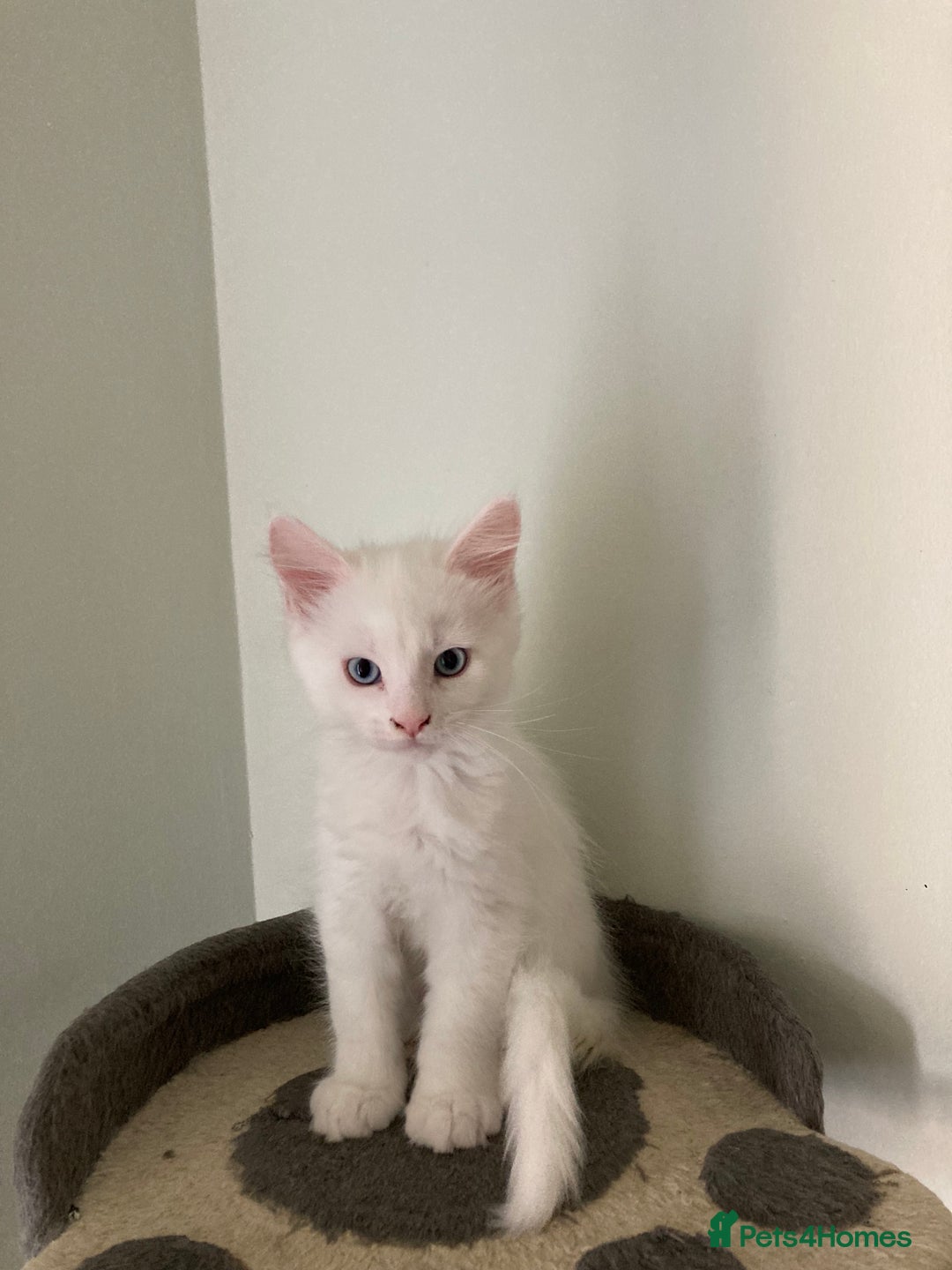 Maine Coon cats for sale: Purebred GCCF Maine Coon kittens - Image 9