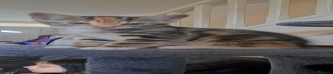 Mixed Kitten 3 
