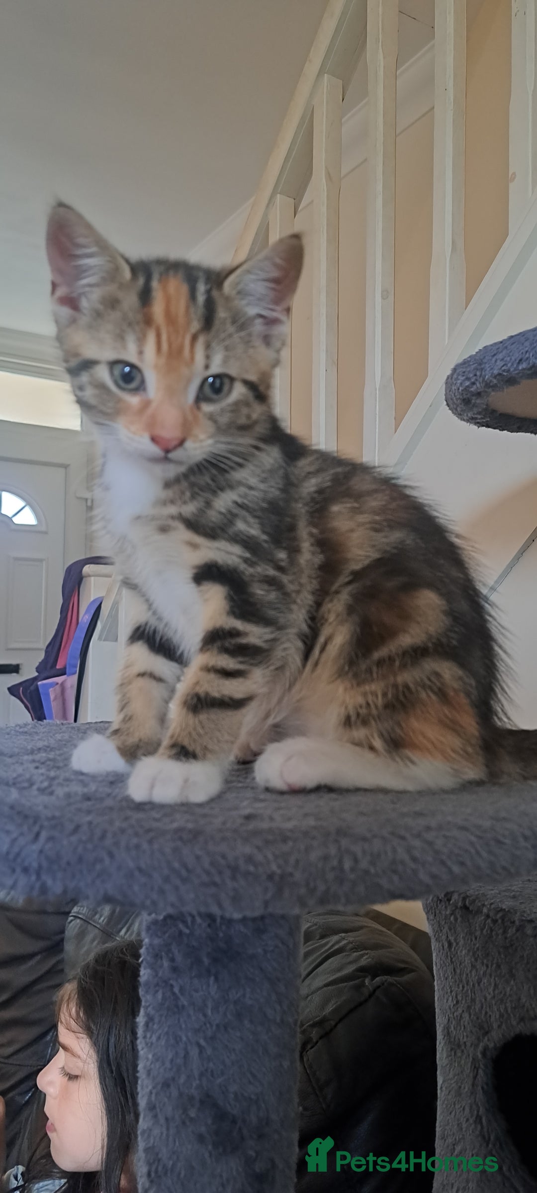 Mixed Breed cats for sale: Beautiful Calico Girl ready to leave now  - Image 3