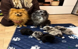 Pomeranian dogs for sale: Stunning Pomeranians  - Image 2