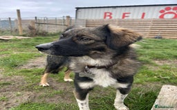 Mixed Breed dogs for adoption: MABEL - Image 2