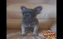 French Bulldog dogs for sale: KLASSY BULLZ KENNELS - KLASSY PUPZ ✨️ in Beckenham - Image 6