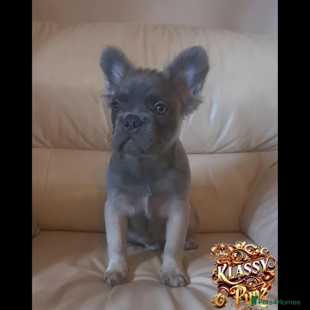 French Bulldog dogs for sale: KLASSY BULLZ KENNELS - KLASSY PUPZ ✨️ in Beckenham - Image 6