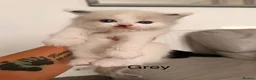 Ragdoll cats for sale: Seal bicolour & seal point  ragdolls  - Advert 19